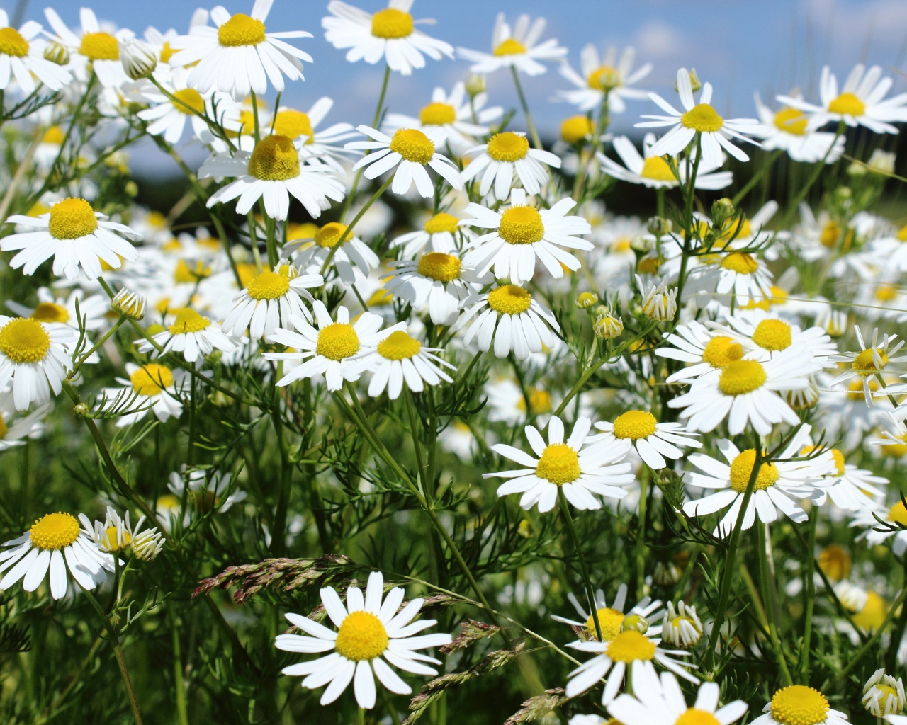 Нежные белые полевые ромашки крупным планом