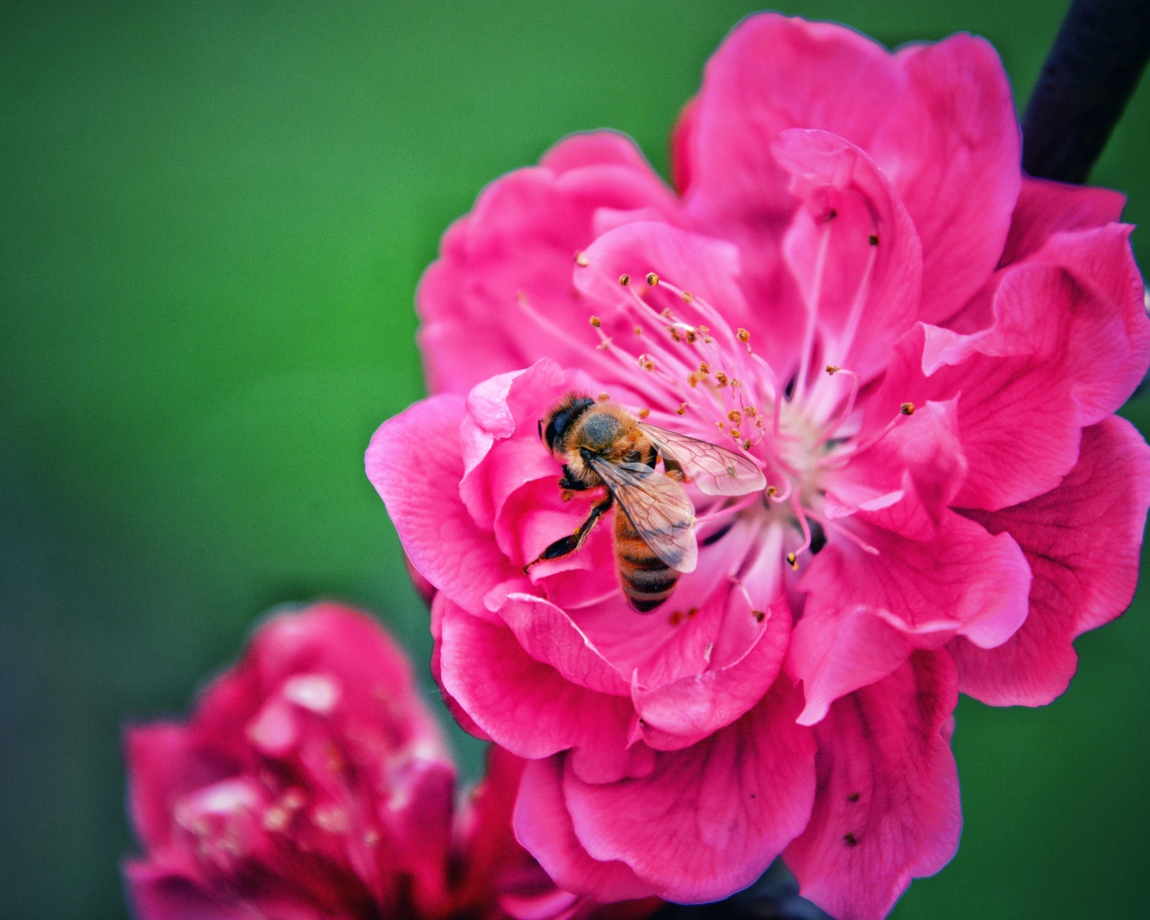 Пчела сидит на розовом цветке на зеленом фоне