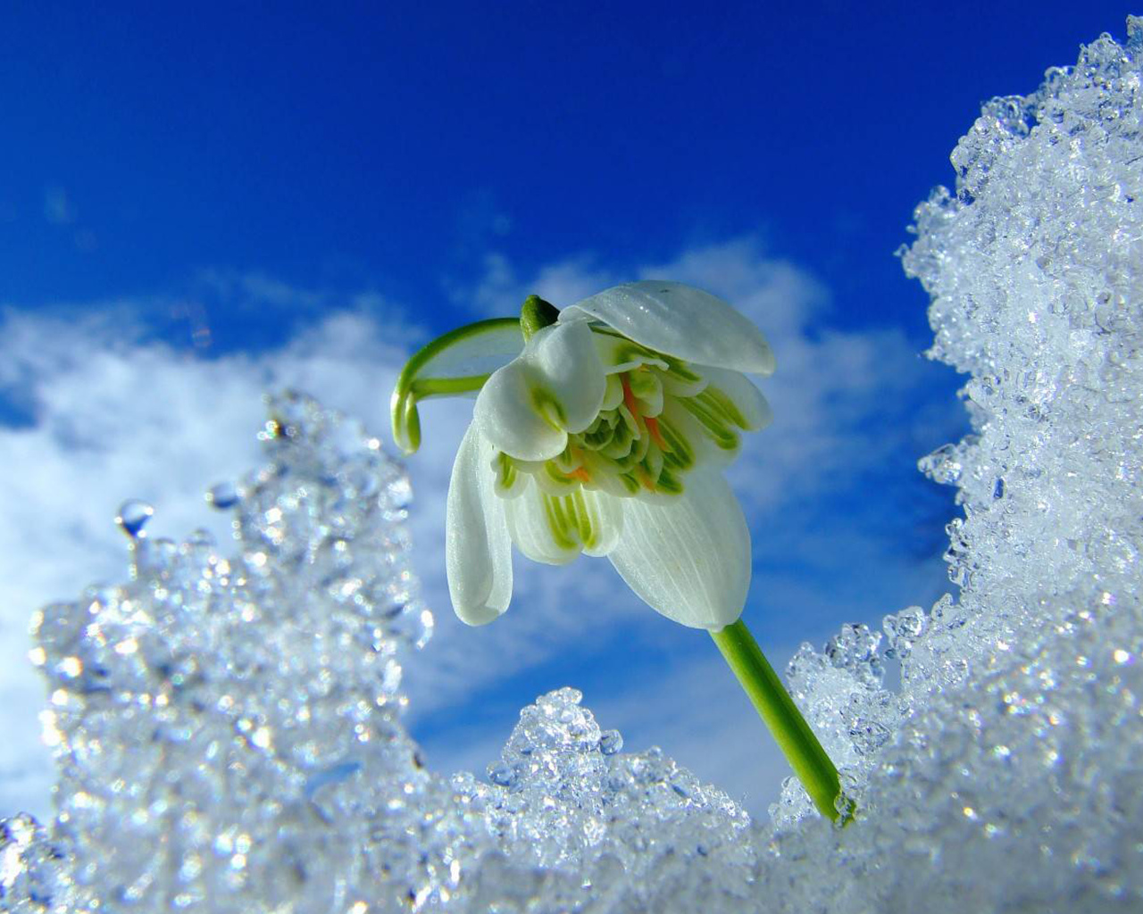 Первый весенний подснежник под снегом на фоне голубого неба
