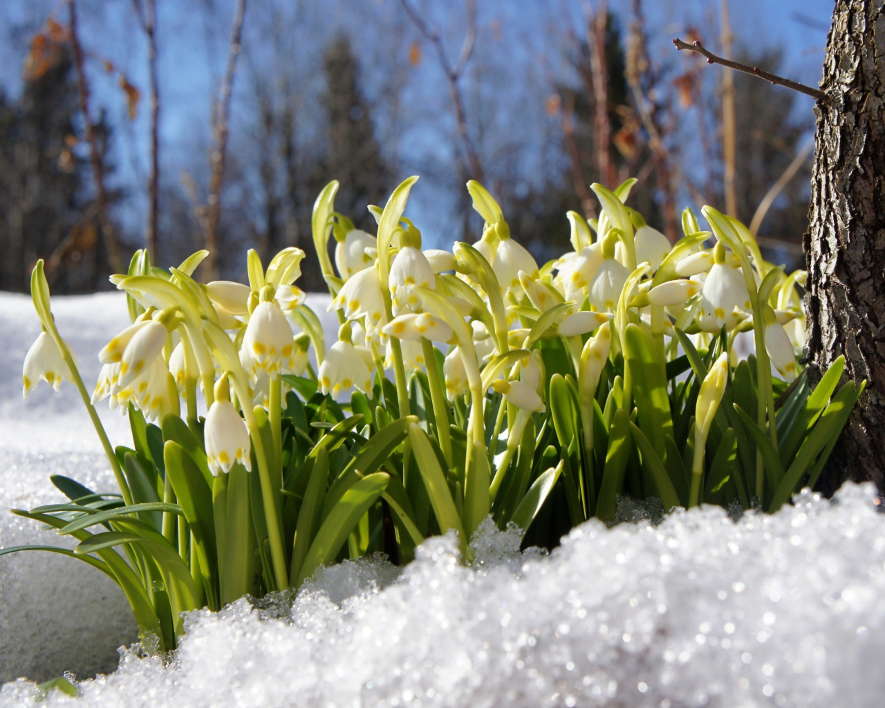 Первые весенние подснежники в заснеженном лесу 