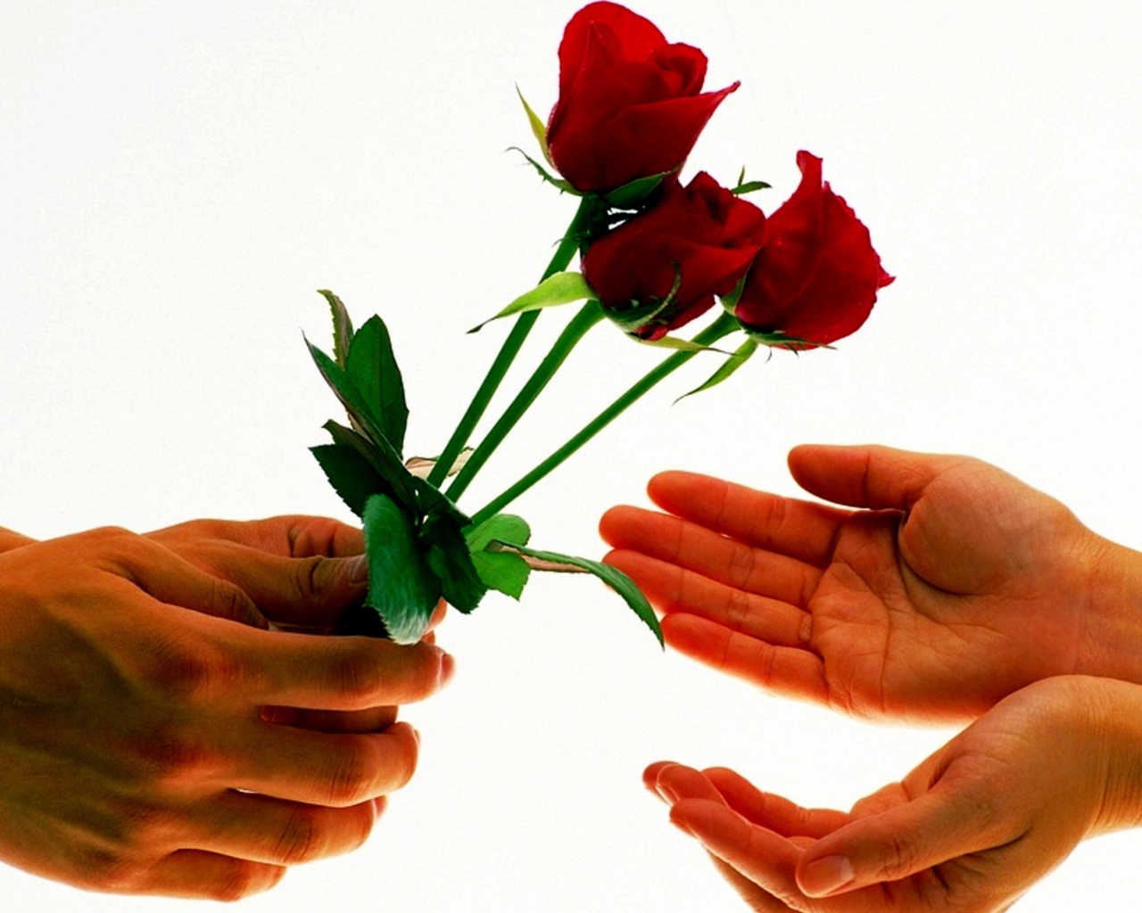 Парень дарит девушке три красных розы на белом фоне