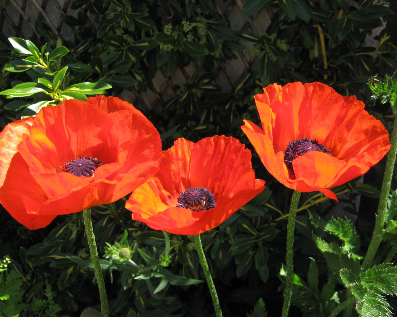 Три красивых красных мака в лучах солнца