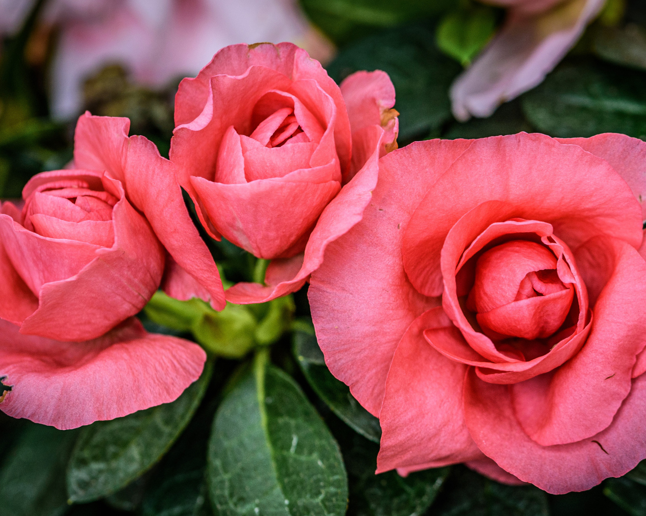 Три нежных розовых цветка бегонии крупным планом