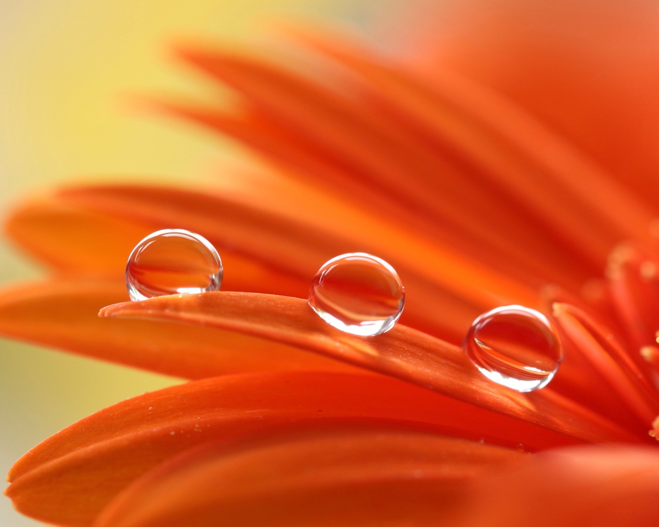 Три капли воды на лепестках оранжевой герберы