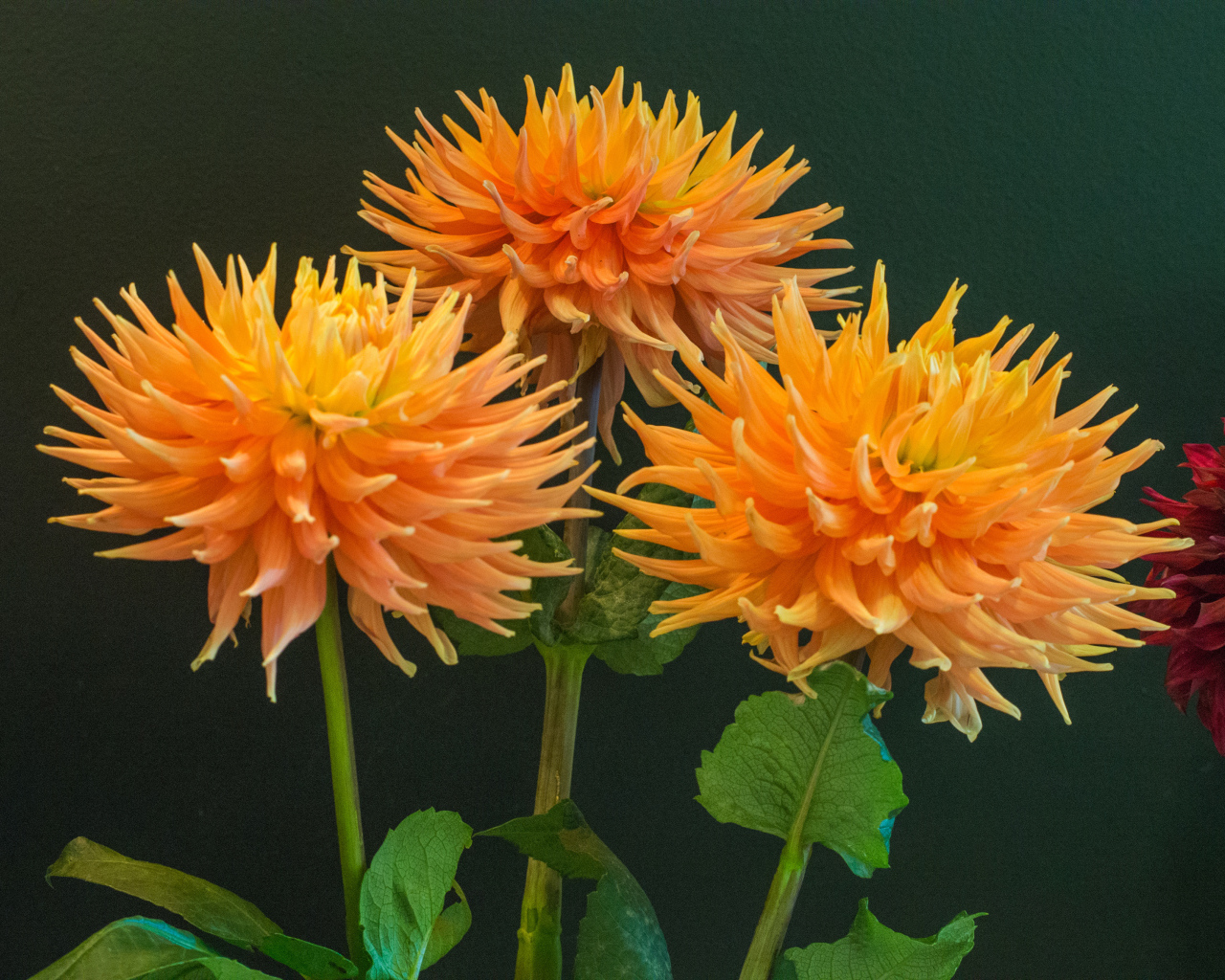 Три оранжевых георгины на фоне стены 