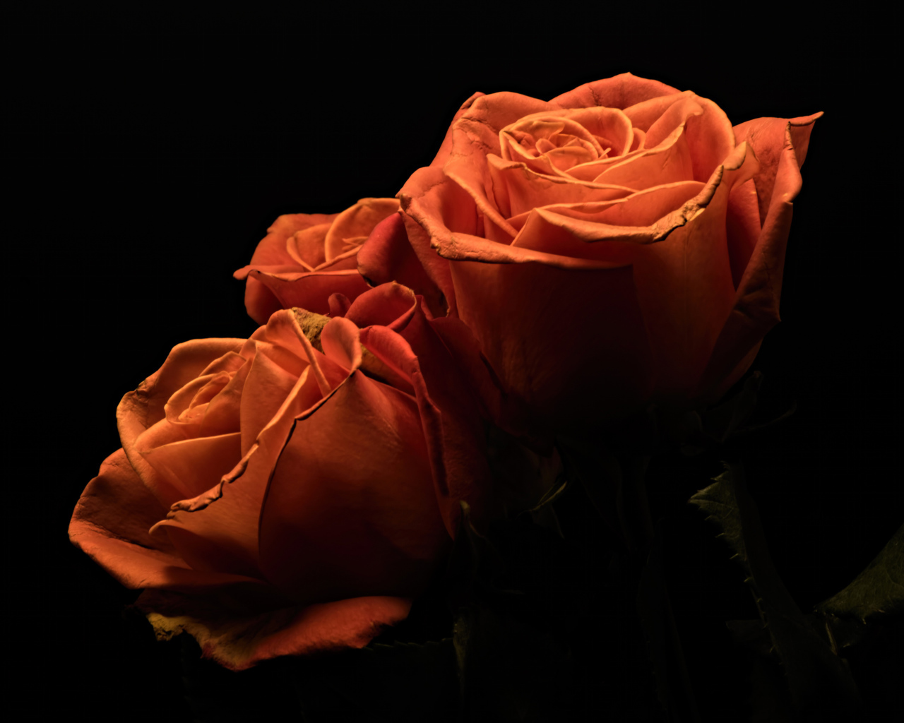 Три оранжевые розы на черном фоне 