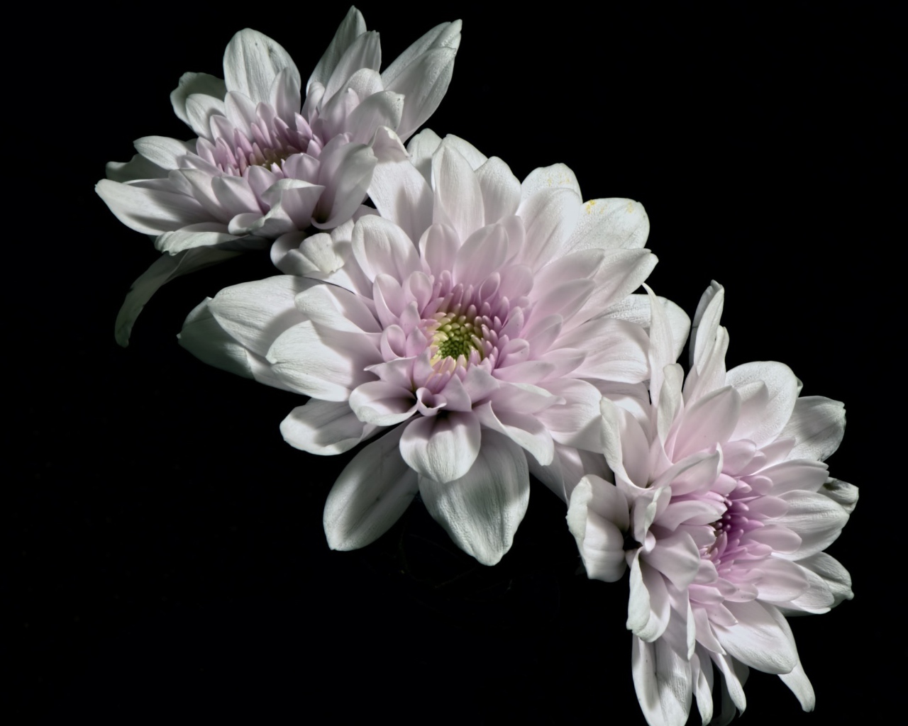 Три розовых цветка хризантемы на черном фоне