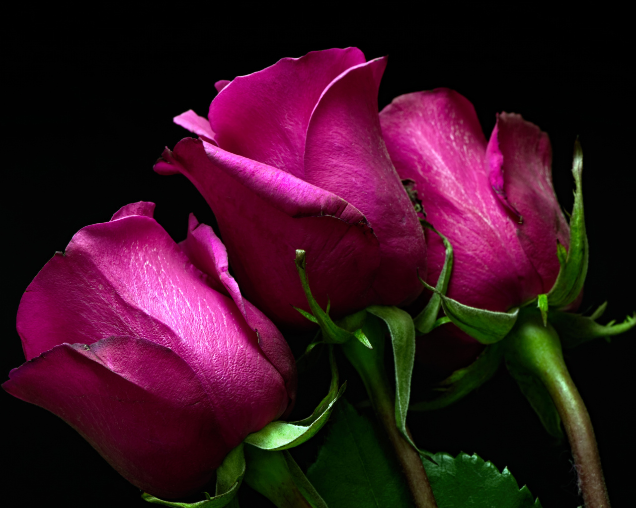 Три розовые розы на черном фоне 