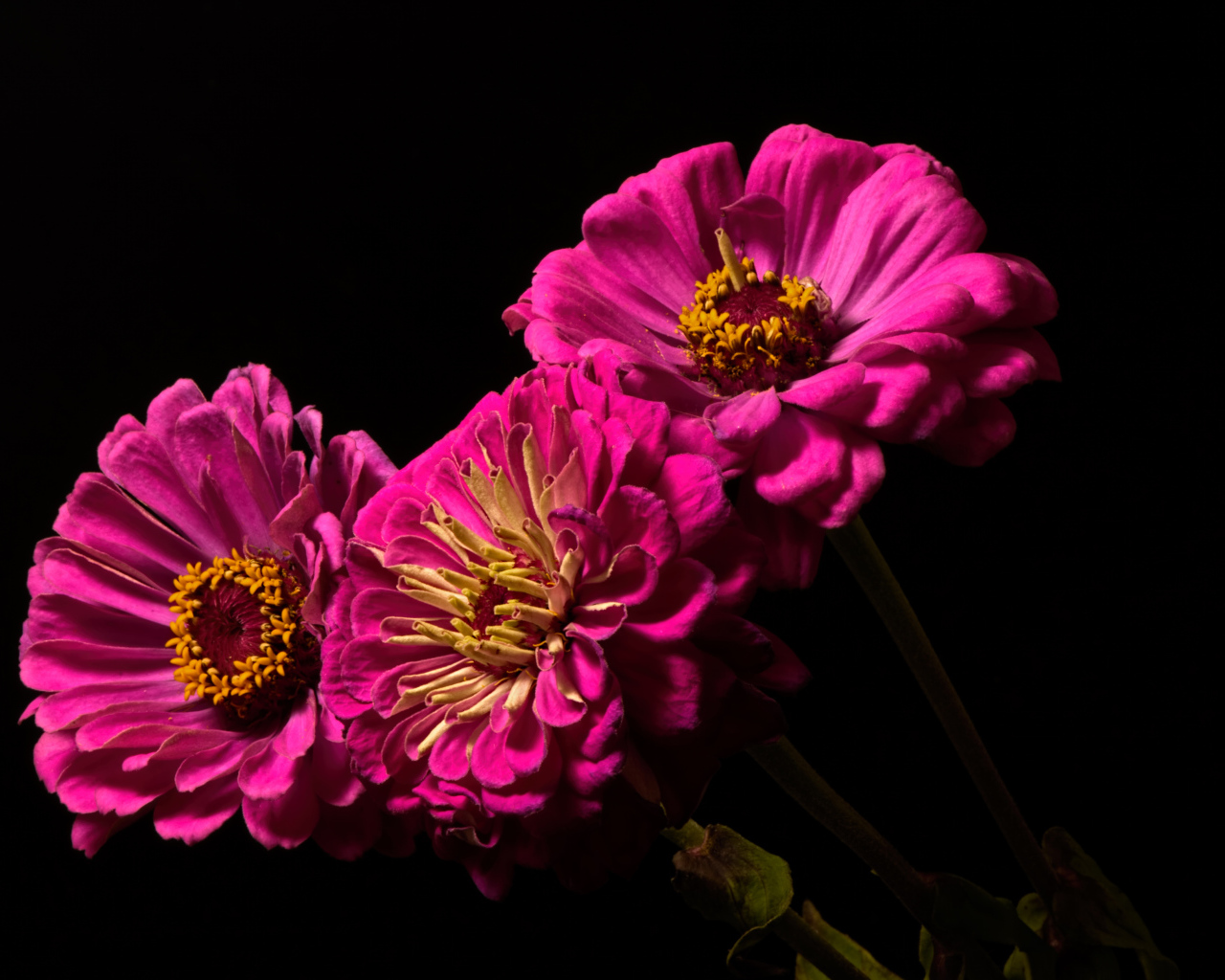 Три розовых цветка циннии на черном фоне