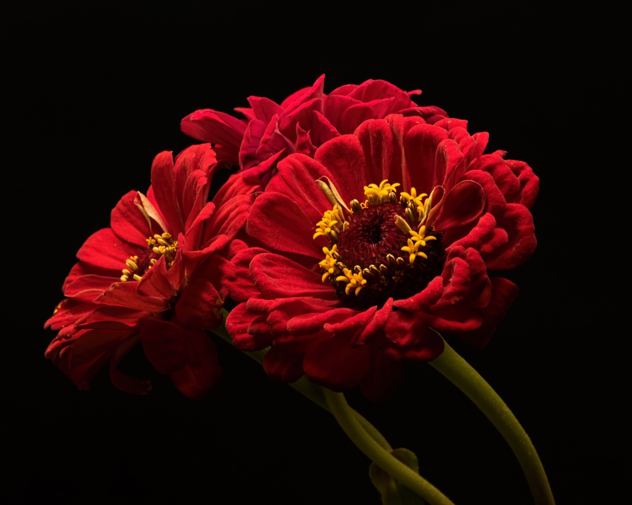 Три красных цветка цинии на черном фоне