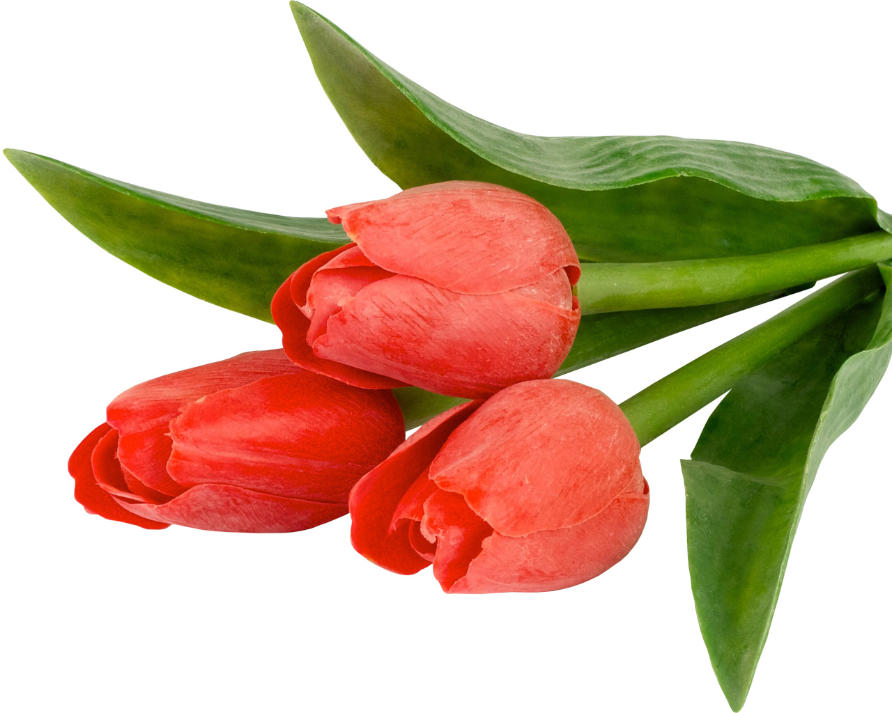 Три тюльпана с зелеными листьями на белом фоне