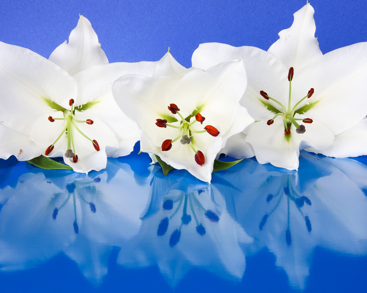 Три белые лилии отражаются в голубой поверхности 