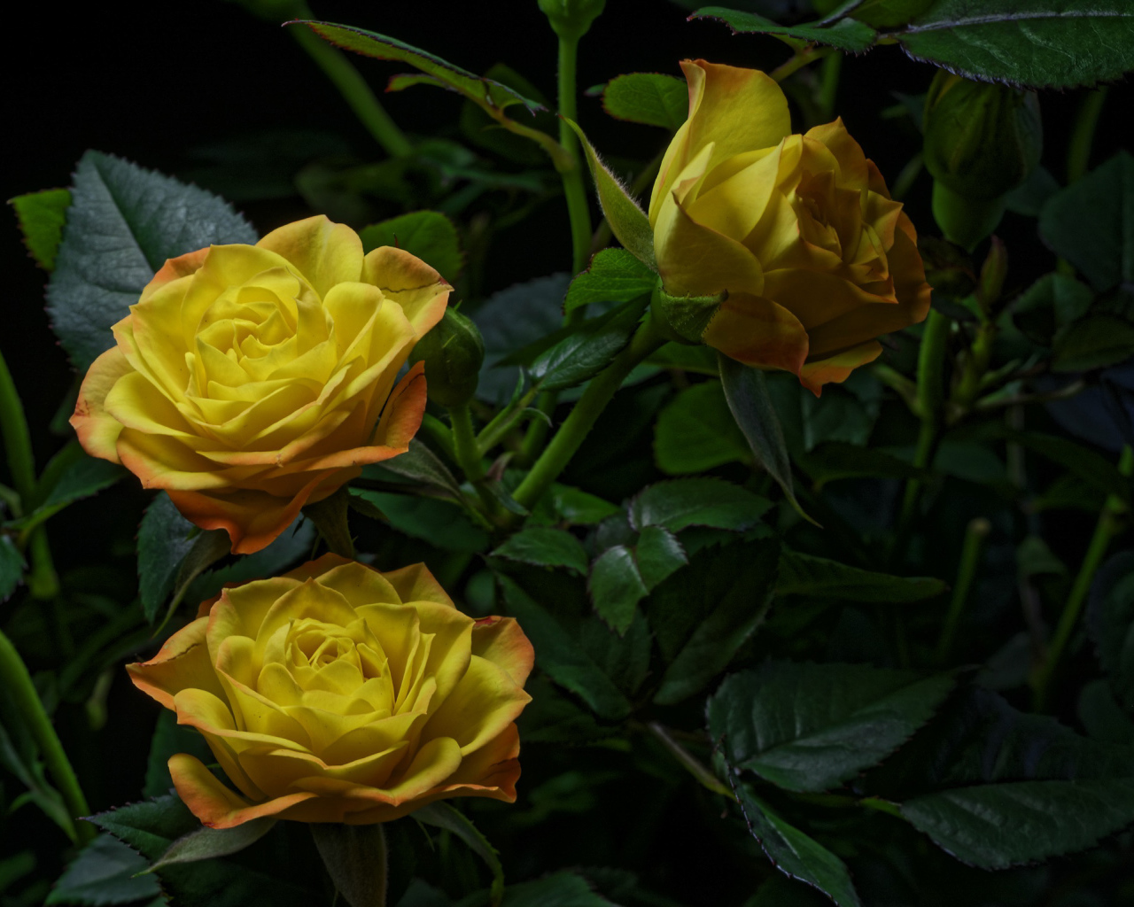 Три желтые розы с зелеными листьями на черном фоне