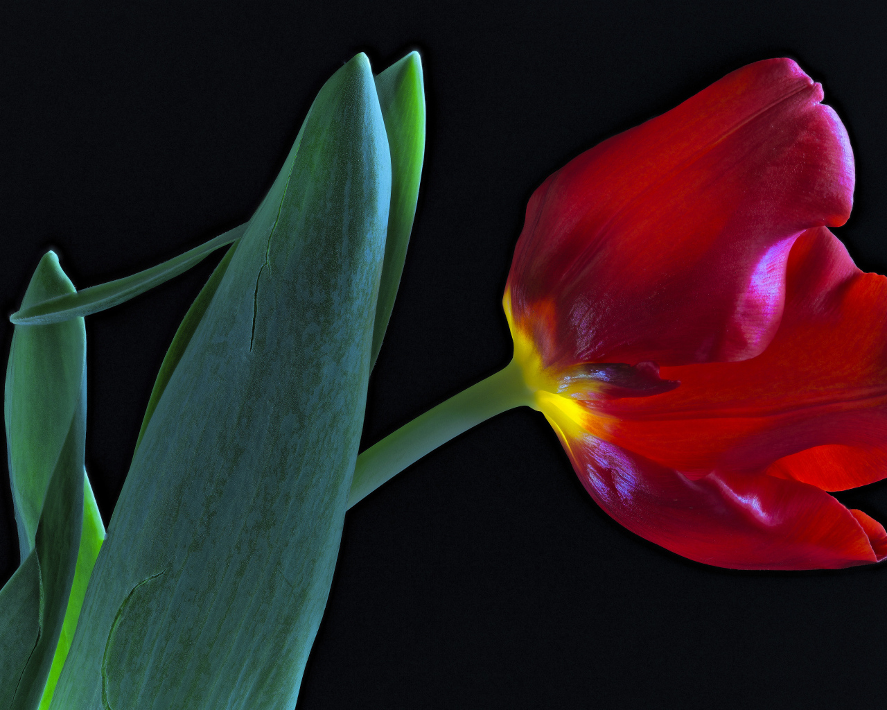 Тюльпан с зелеными листьями на черном фоне
