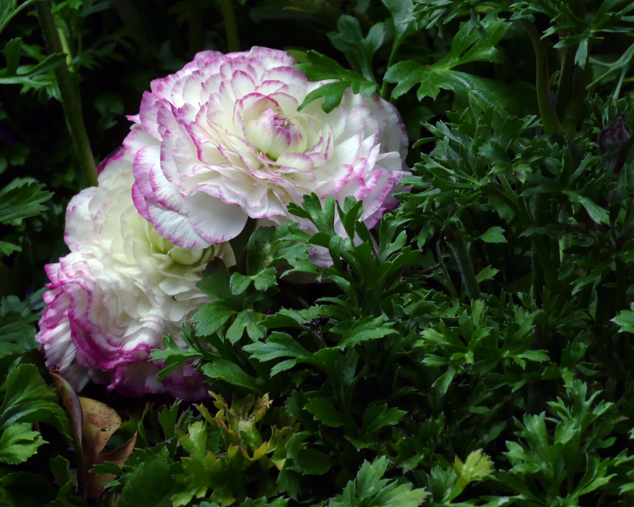 Два красивых цветка лютика в зеленых листьях 