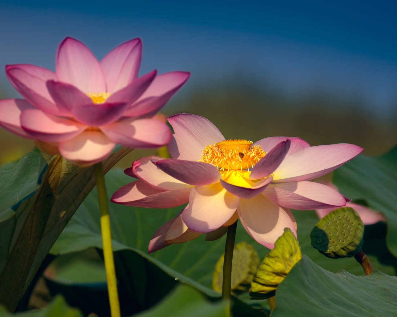 Два красивых нежных цветка лотоса в зеленых листьях