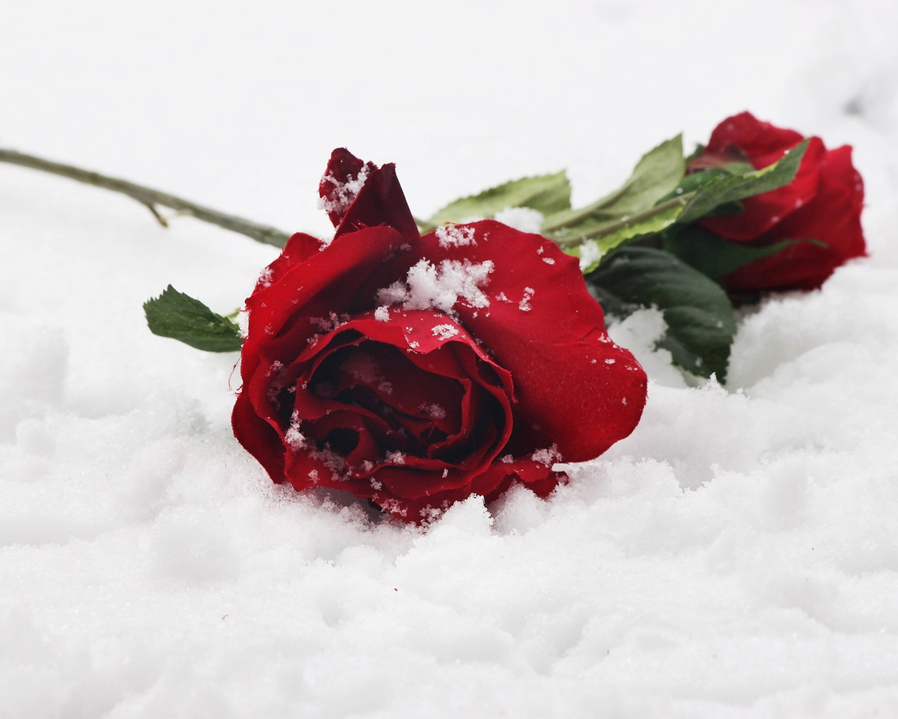 Две нежные красные розы на снегу