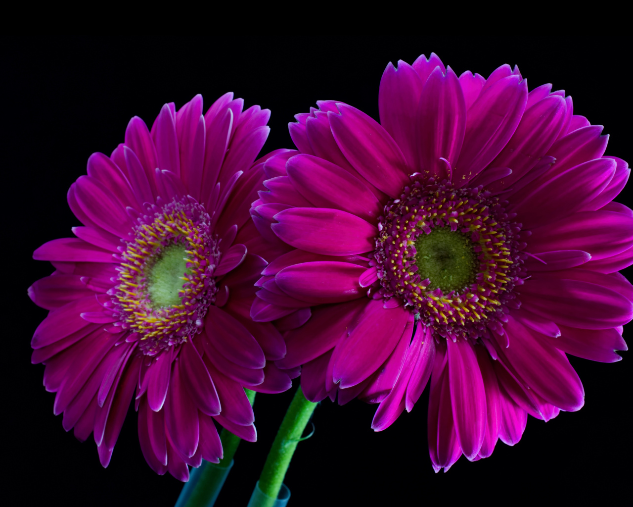 Две сиреневые герберы на черном фоне
