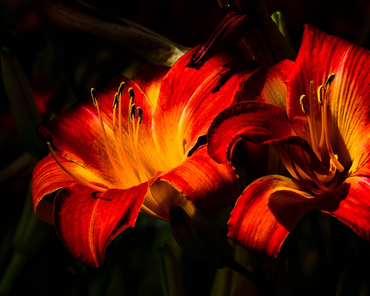 Две оранжевые лилии на клумбе