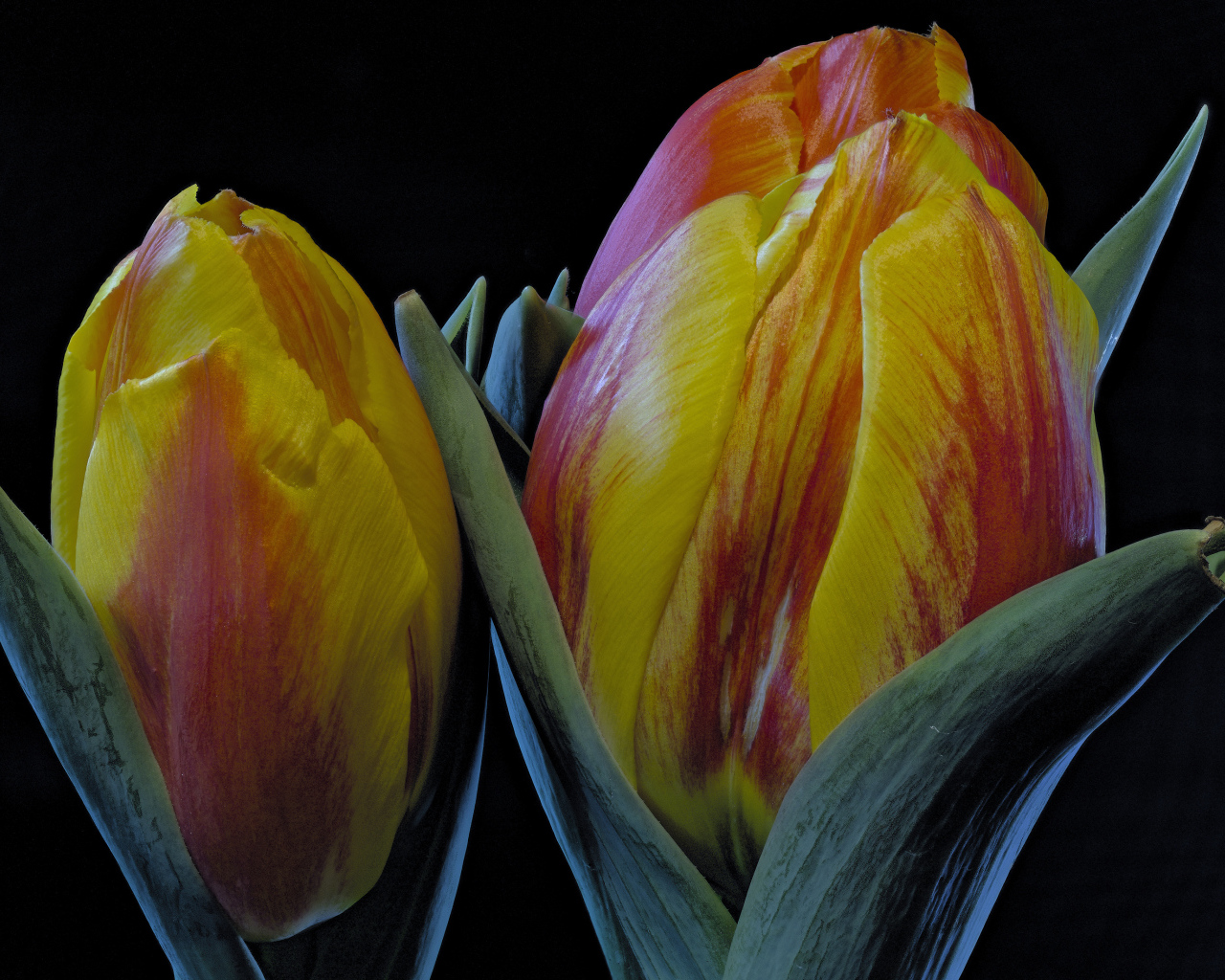 Два оранжевых тюльпана на черном фоне крупным планом