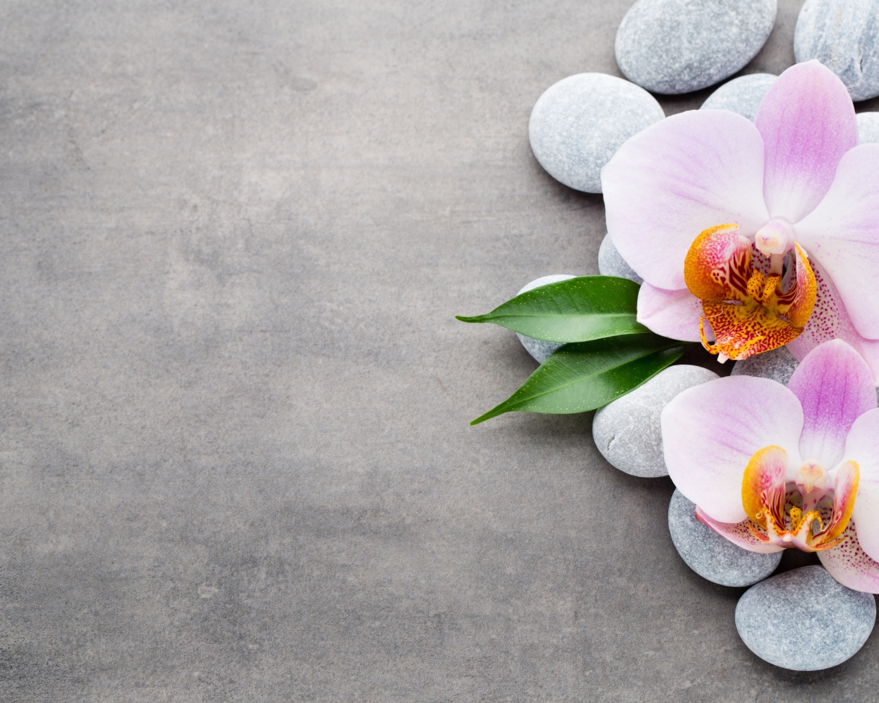 Две розовые орхидеи на камнях на сером фоне