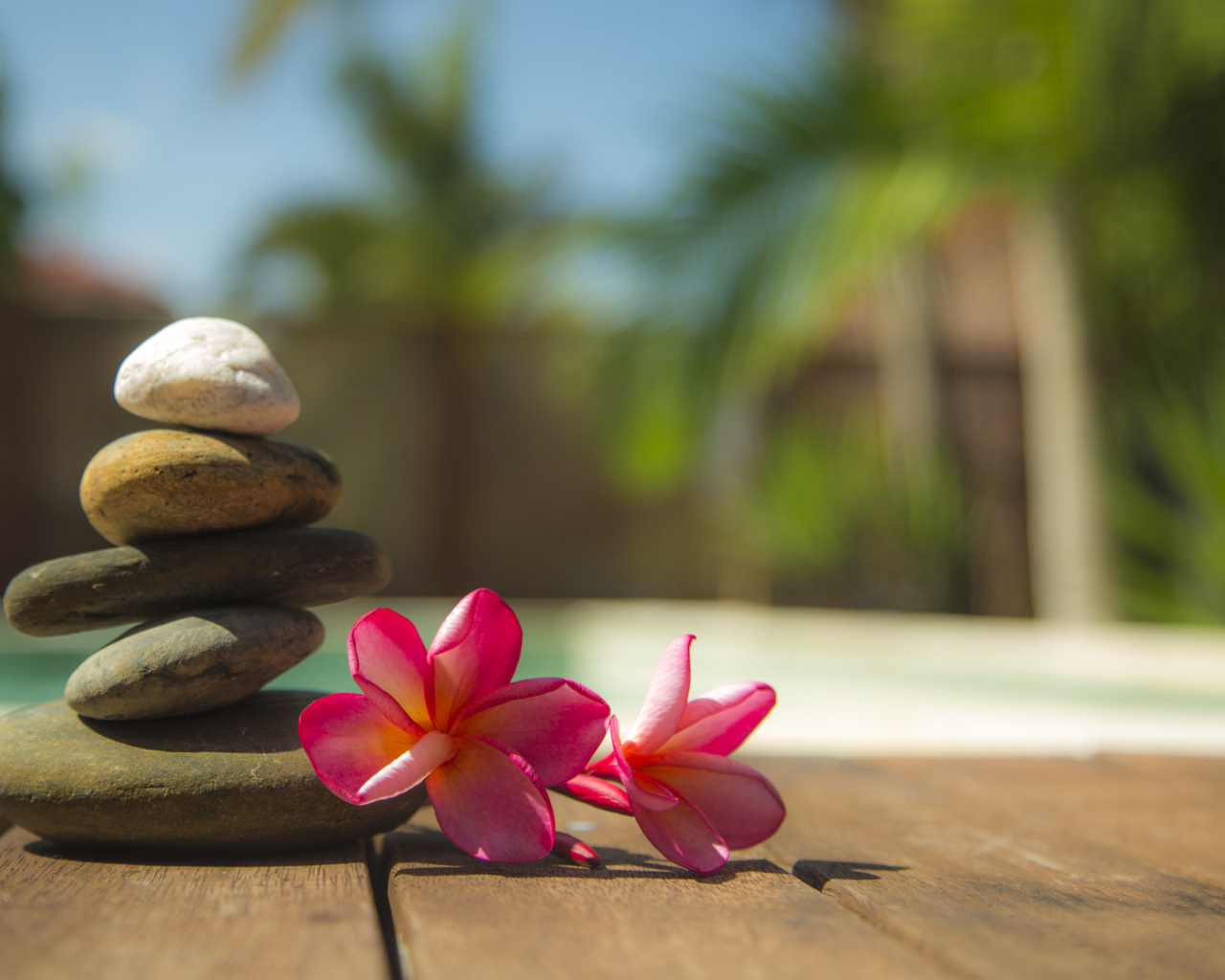 Два розовых цветка плюмерии с камнями