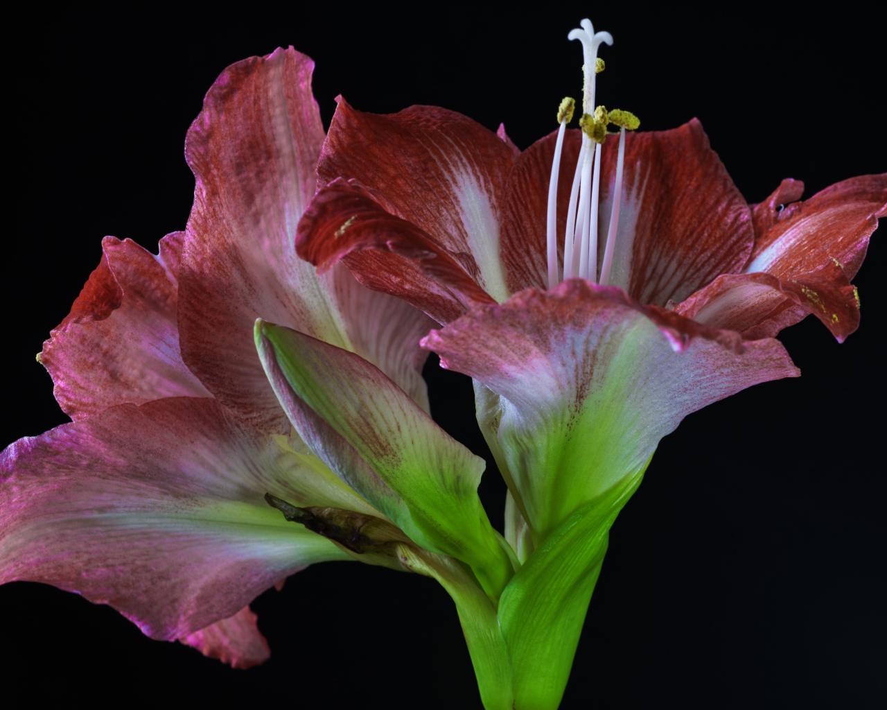 Два красных красивых цветка амариллиса на черном фоне