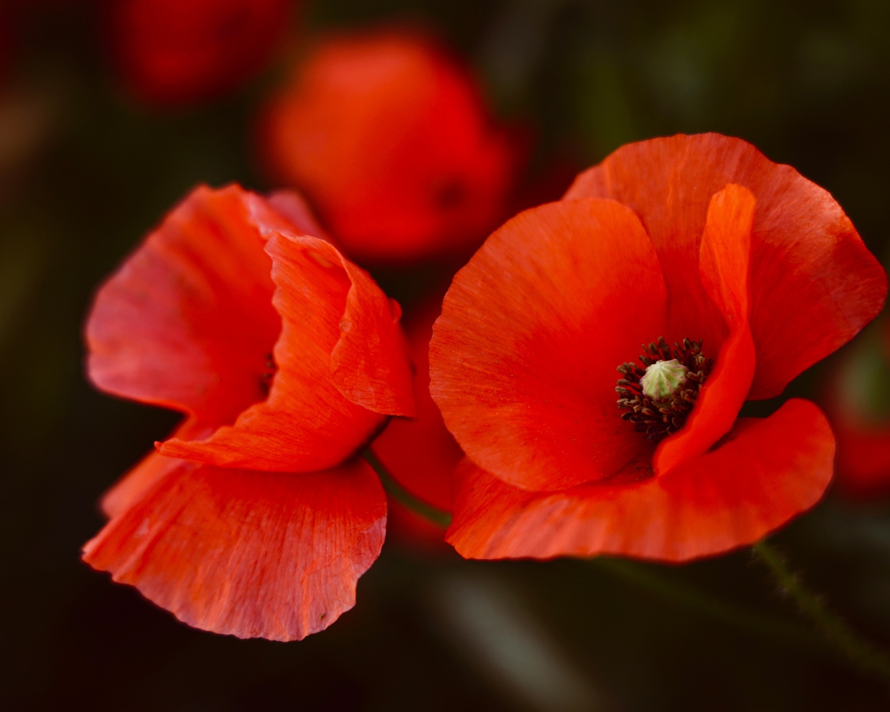 Два алых мака крупным планом