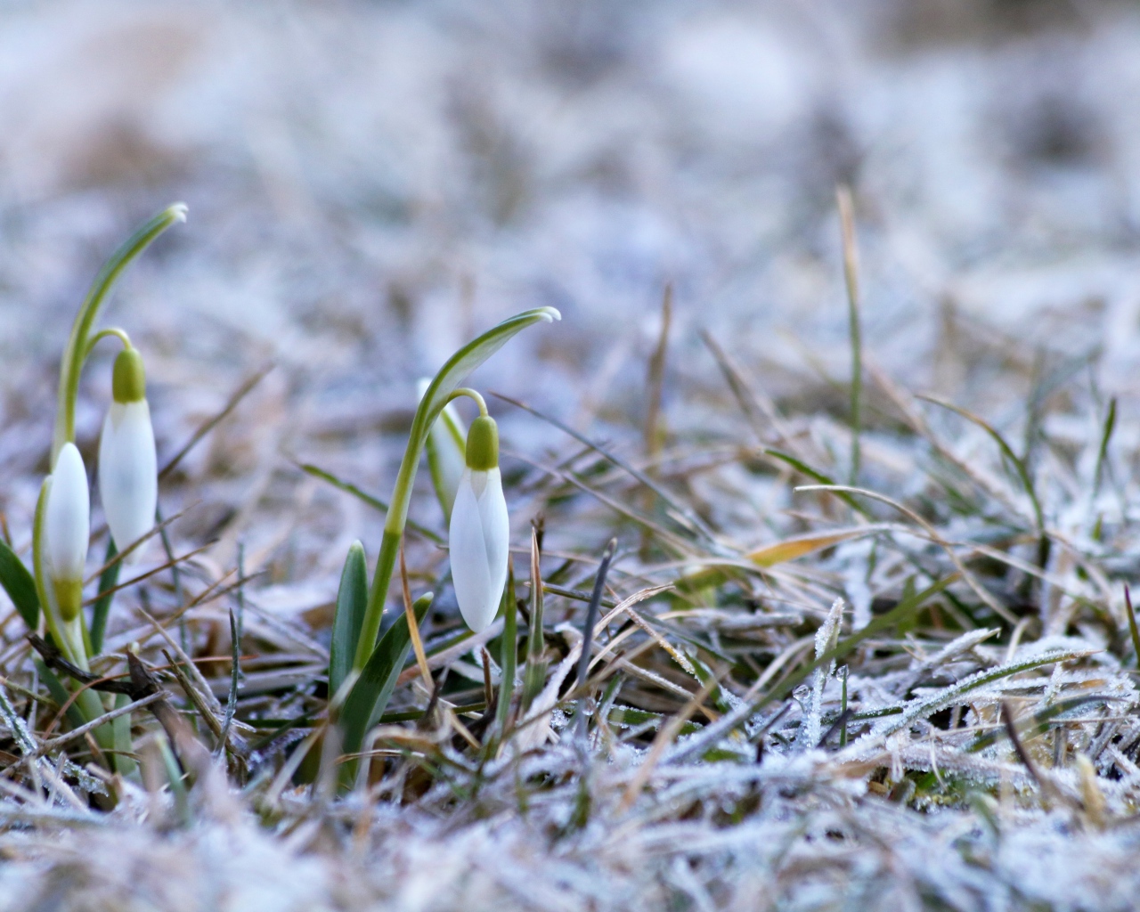 Два нежных белых подснежника на покрытой инеем траве 