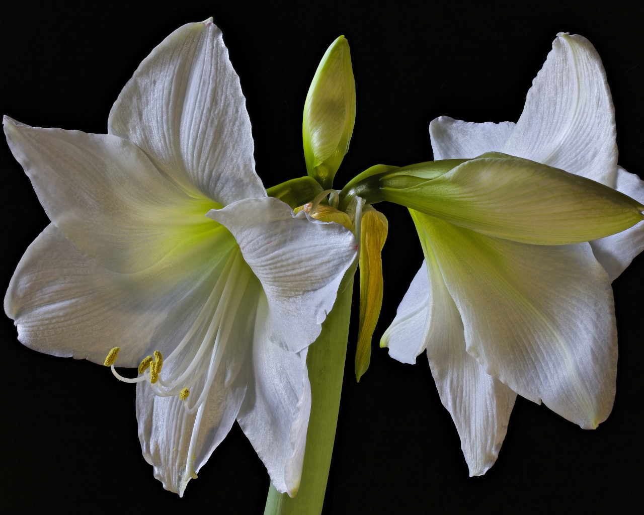 Два белых цветка амариллиса на черном фоне 