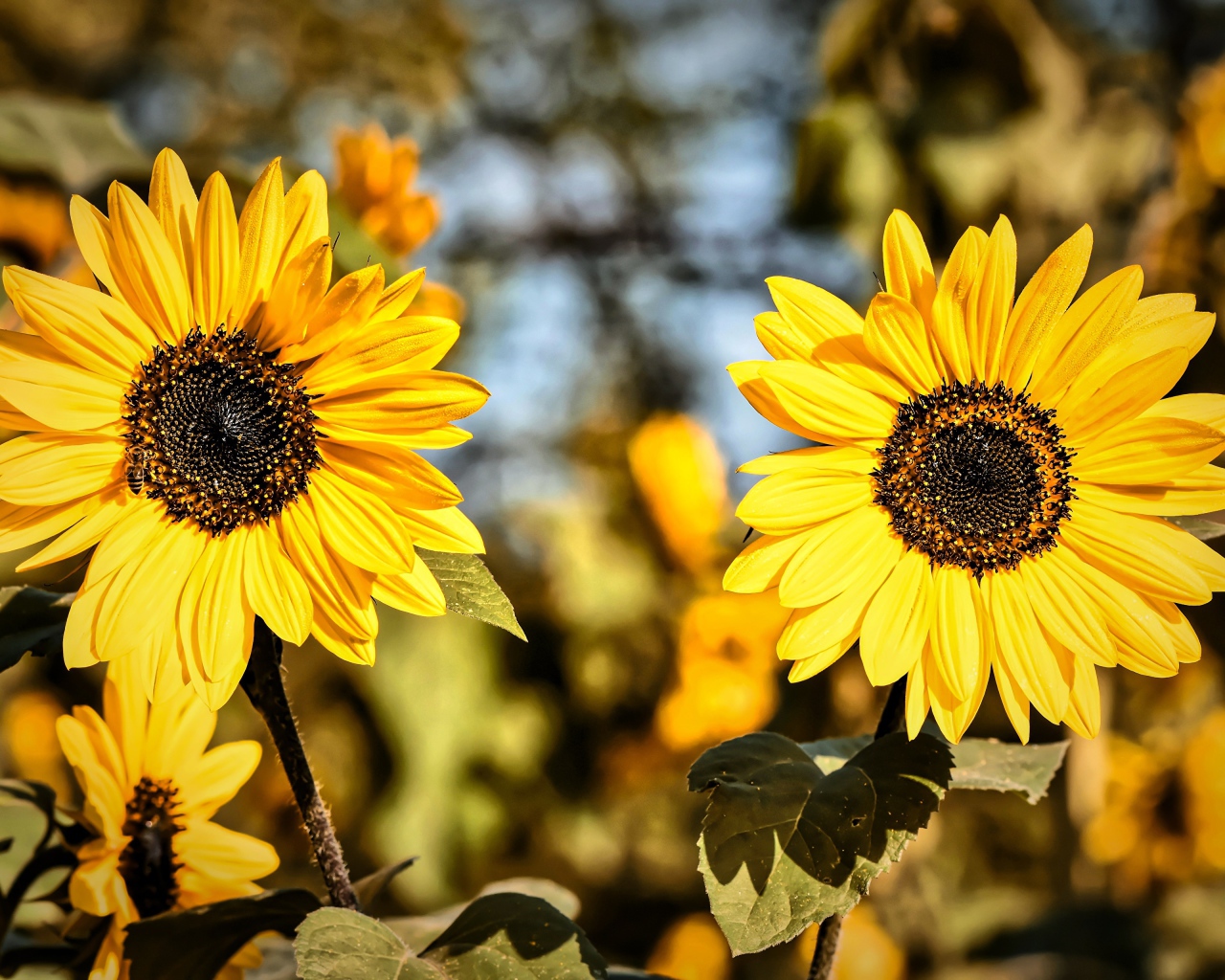 Два желтых цветка подсолнуха крупным планом