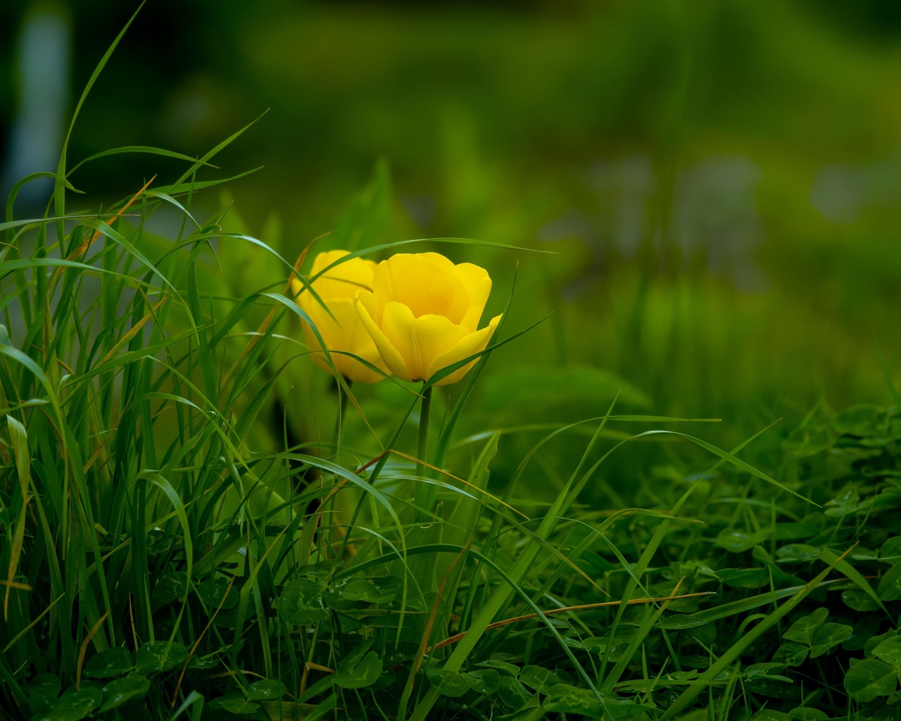 Два желтых тюльпана в зеленой траве