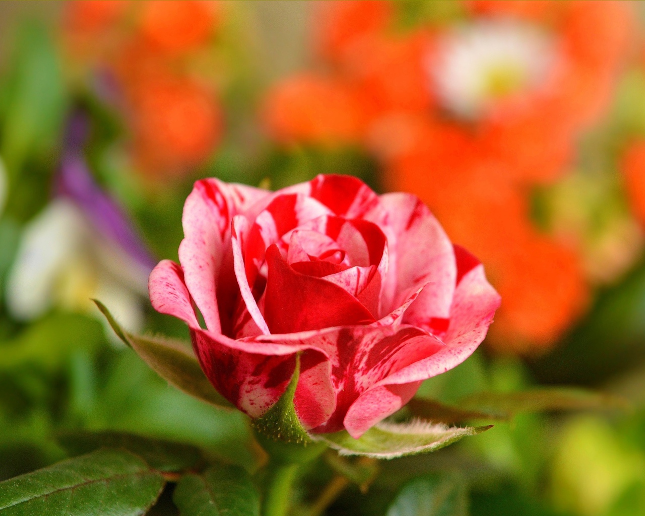 Необычная красивая роза крупным планом