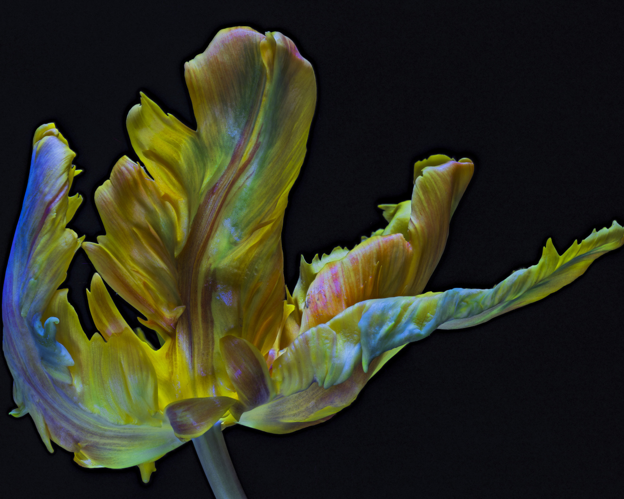 Необычный тюльпан на черном фоне крупным планом