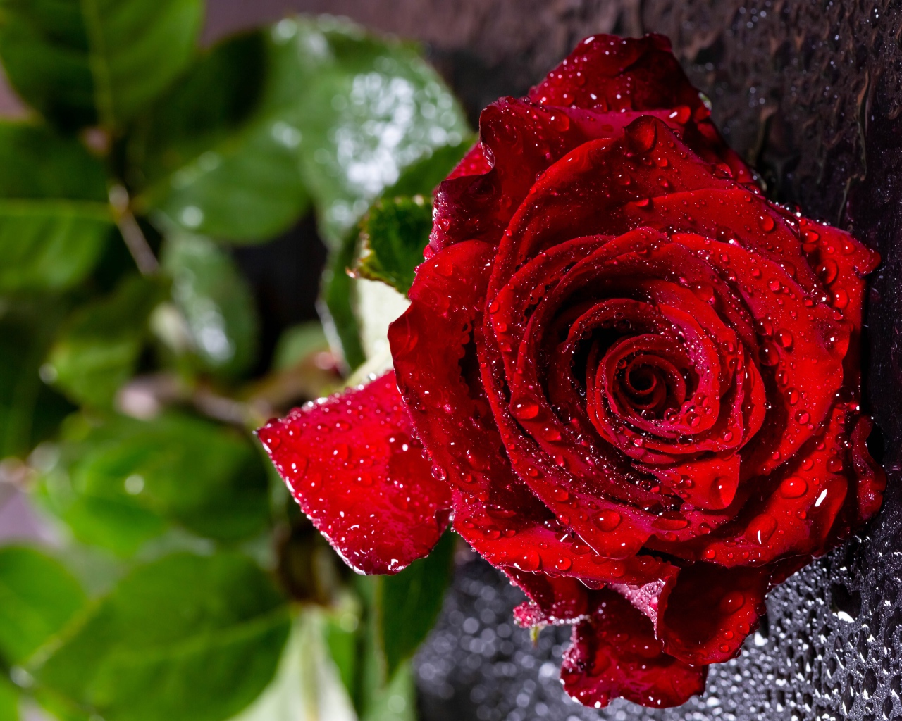 Мокрая красная роза на черной поверхности 