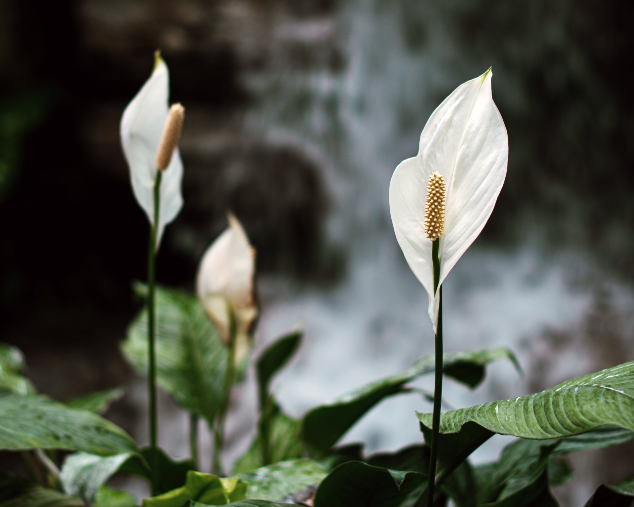 Белые цветы антуриум с зелеными листьями