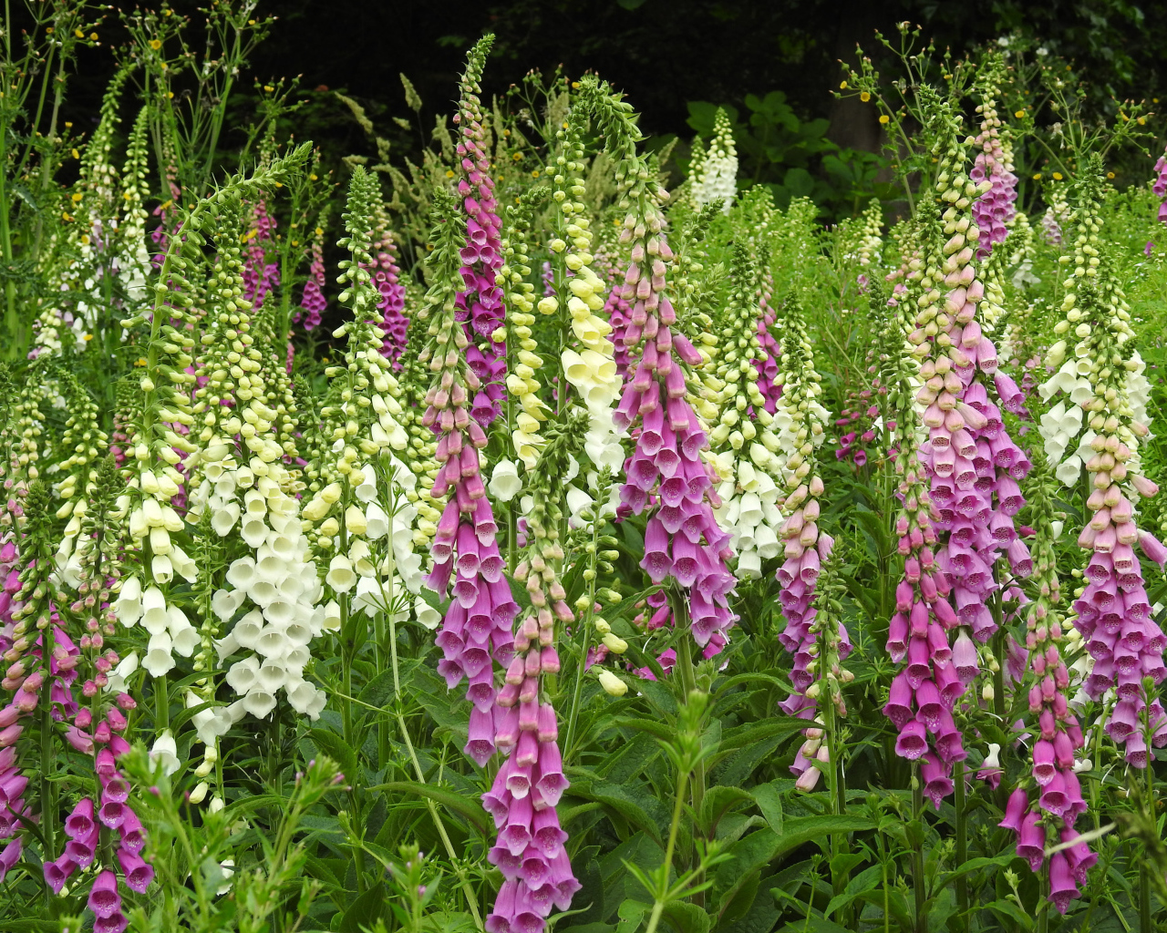 Белые и розовые цветы наперстянка крупным планом