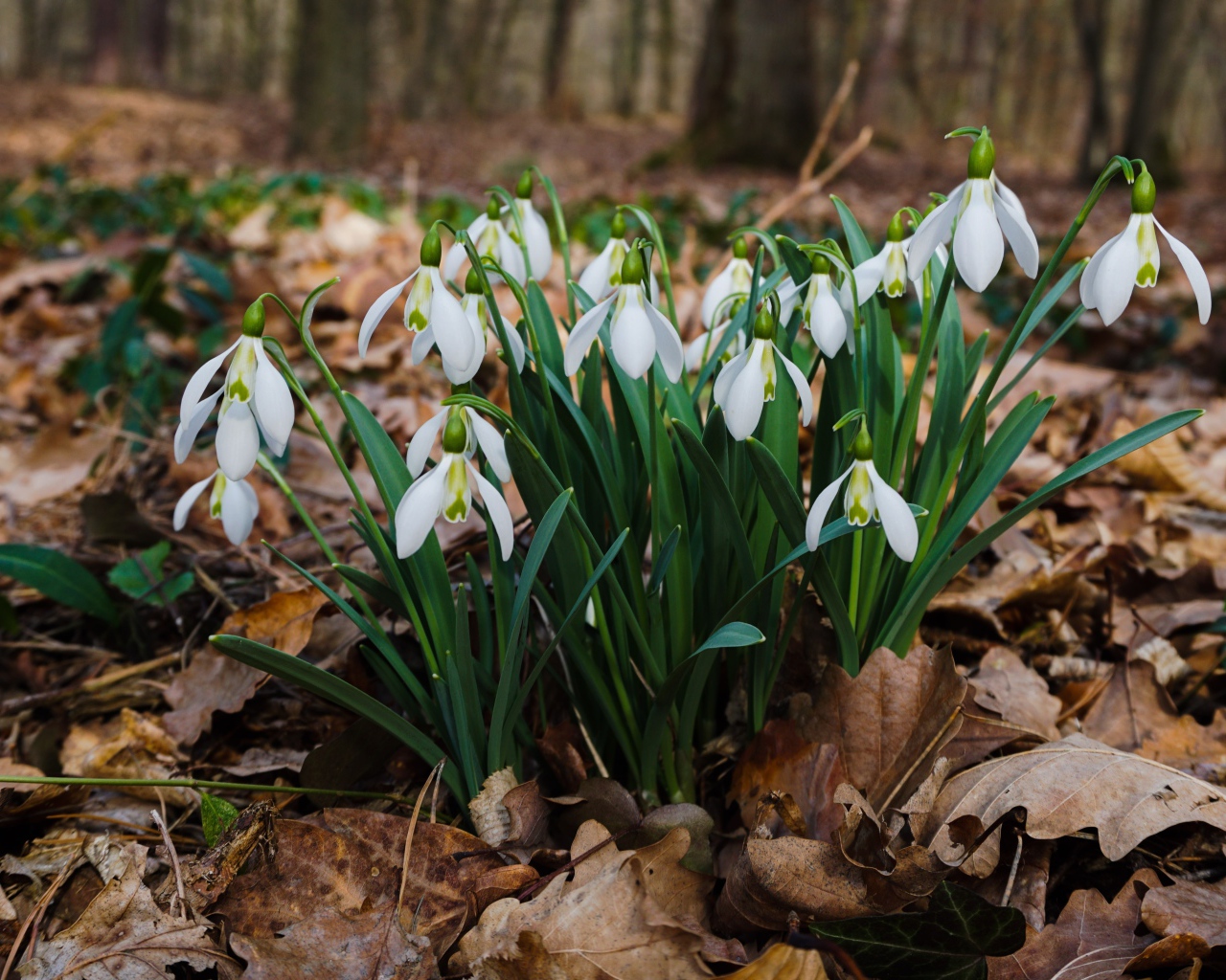 Белые красивые подснежники на сухой листве