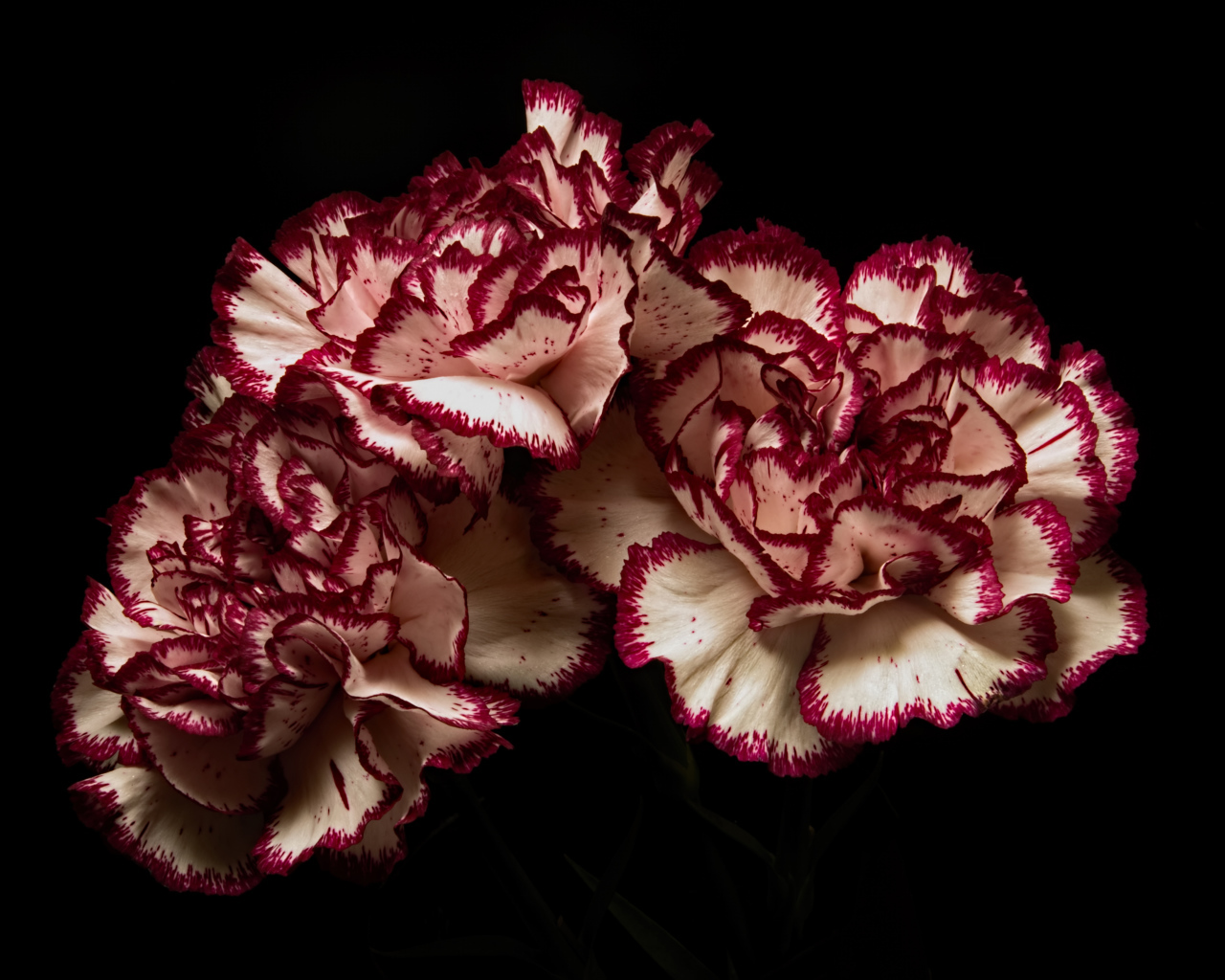 White carnations with red rims on a black background