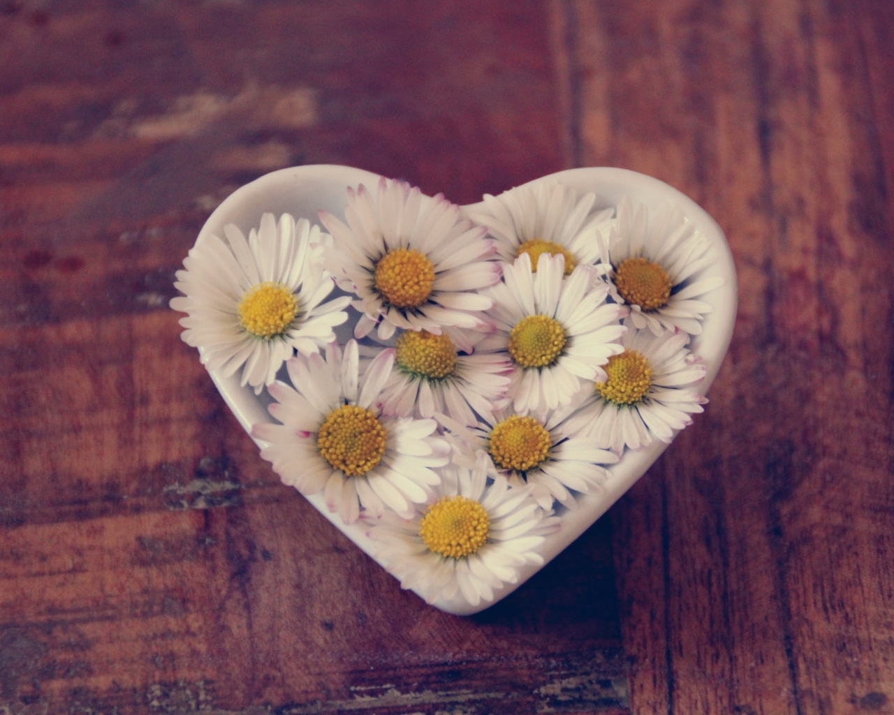 Белые ромашки в посуде в форме сердца