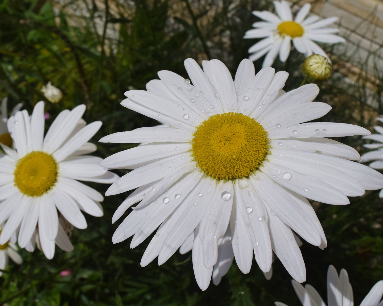 Белые ромашки с желтой серединкой с каплями воды на лепестках
