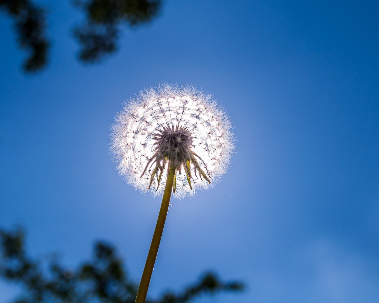 Белый одуванчик на фоне голубого неба 