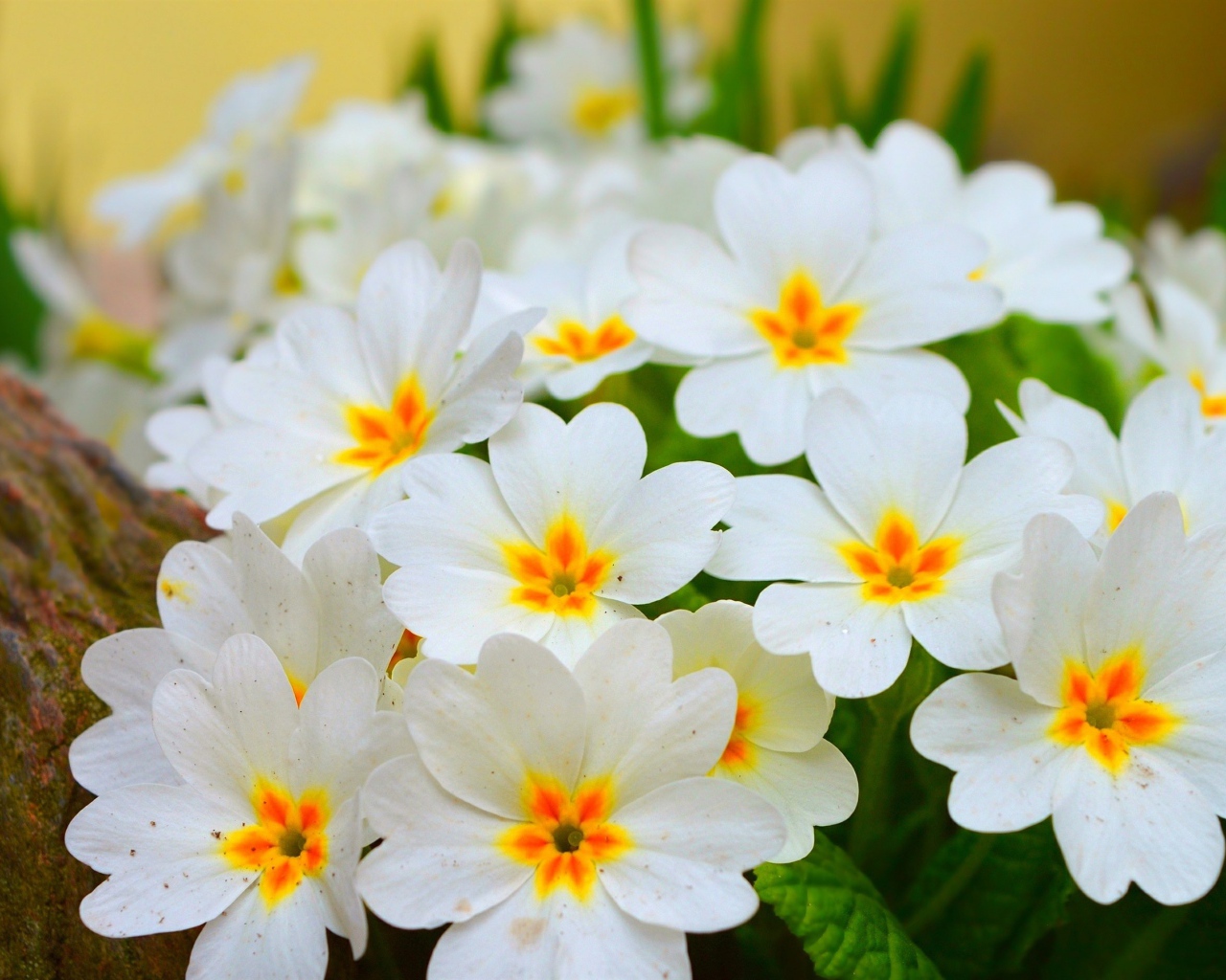 Белые нежные цветы комнатного цветка примула