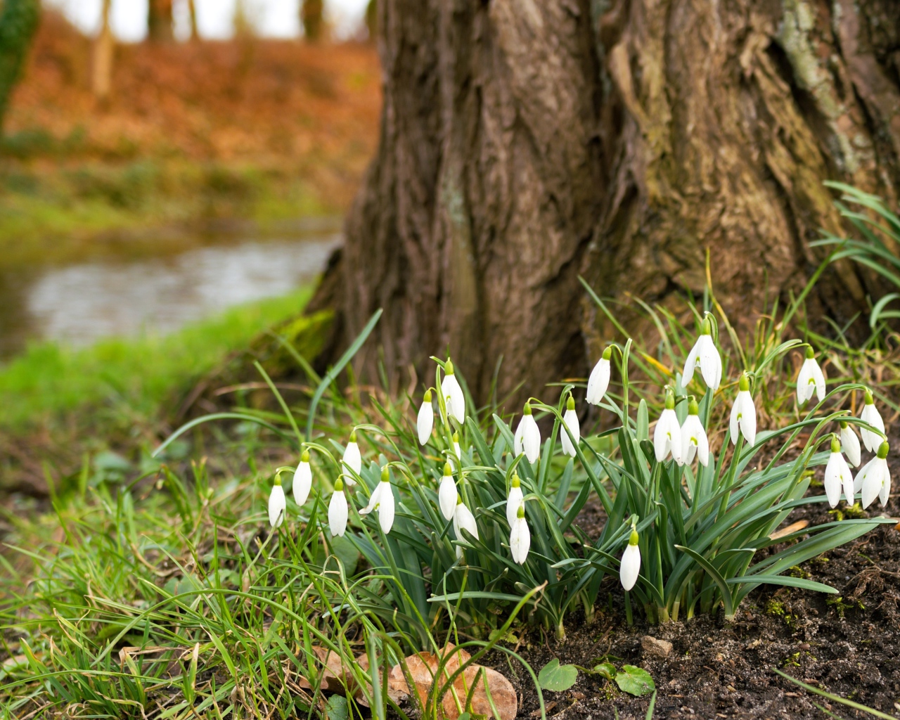 Белые первые весенние цветы подснежники под деревом