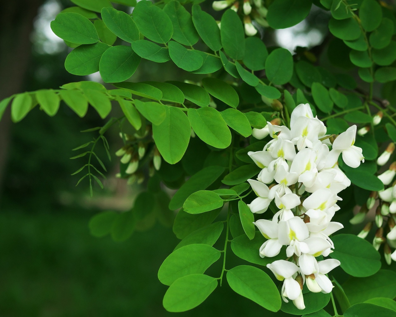 Белые цветы акации с зелеными листьями крупным планом