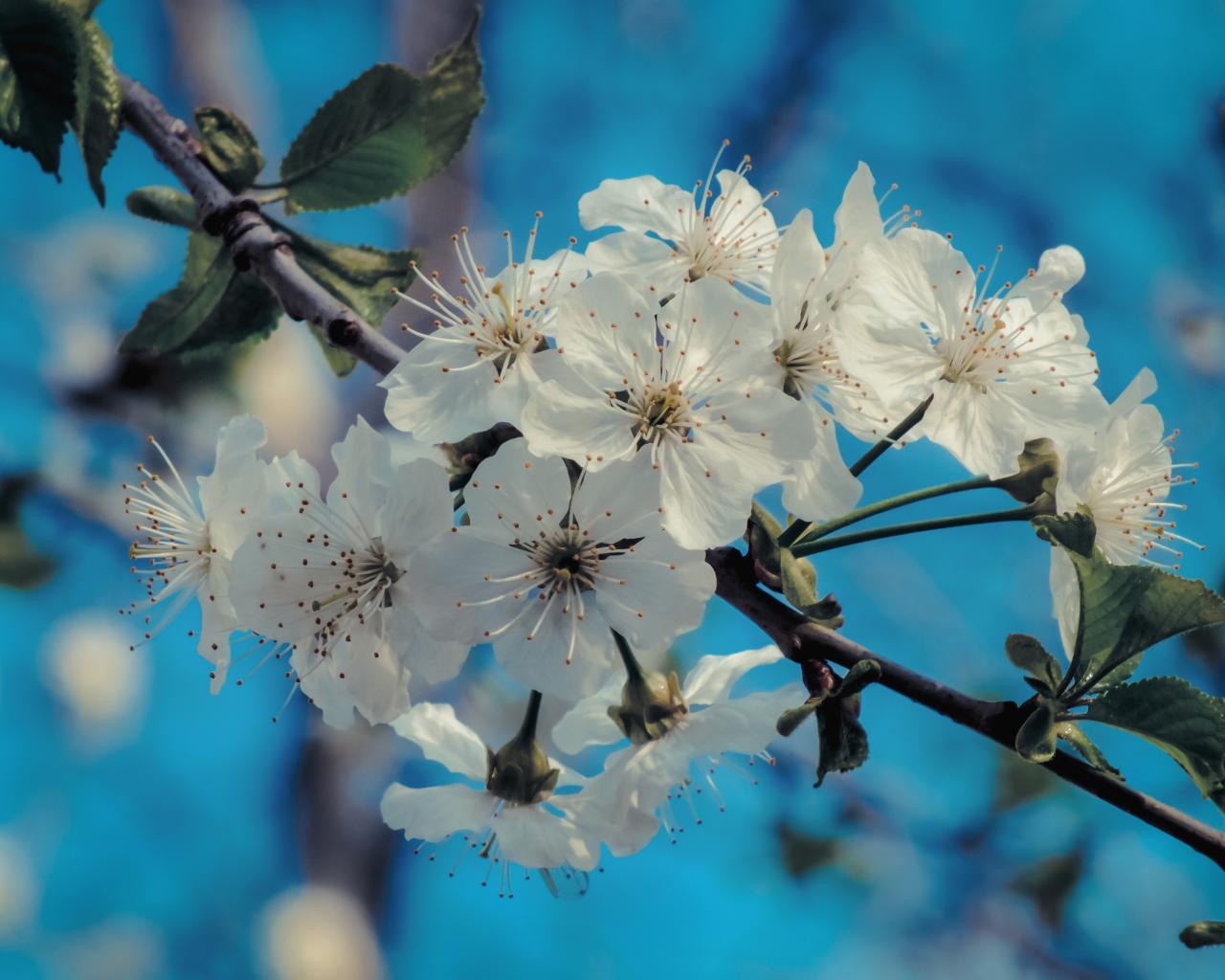 Белые цветы на ветке с зелеными листьями под голубым небом