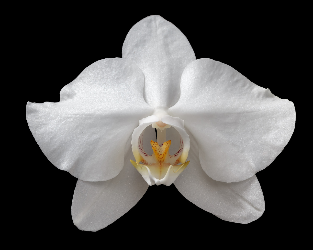Белая орхидея на черном фоне крупным планом