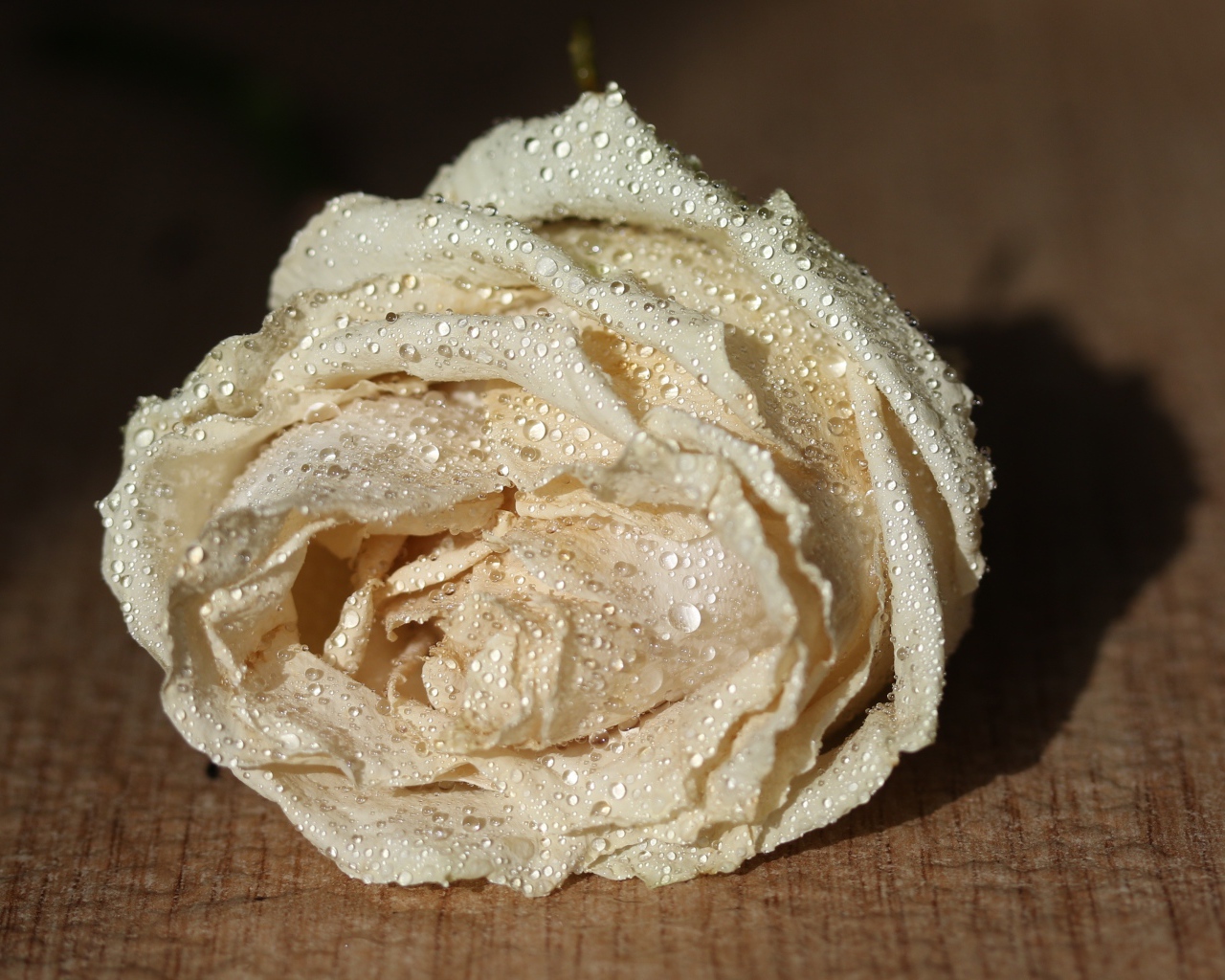 Белый цветок розы в каплях росы 