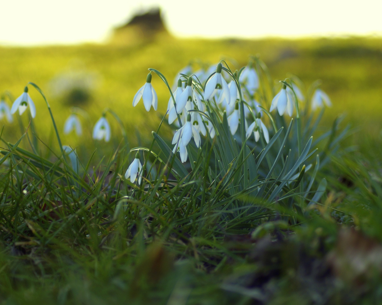 Белые подснежники на поляне на зеленой траве
