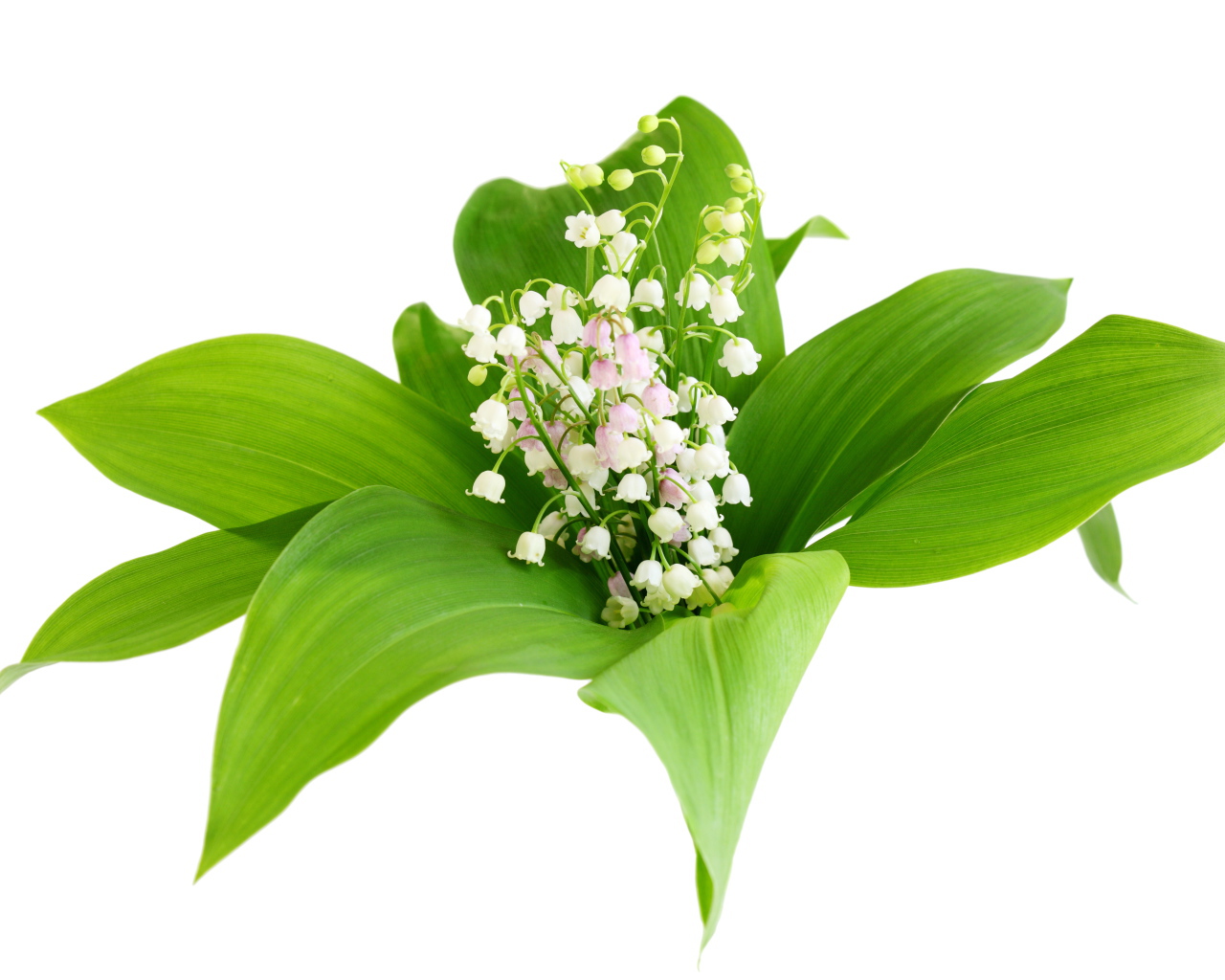 Белые нежные ландыши в зеленых листьях на белом фоне